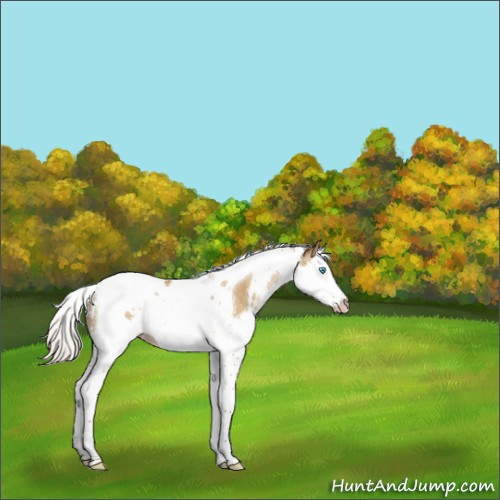 Horse Color:Gray White Spotted Silver Buckskin Pearl Dun Splash Tobiano Appaloosa Rabicano 