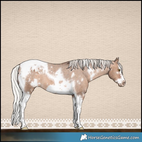 Horse Color:White Spotted Silver Brown Dun Splash Tobiano Frame Appaloosa Rabicano 
