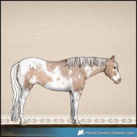 Horse Color:White Spotted Silver Brown Dun Splash Tobiano Frame Appaloosa Rabicano
