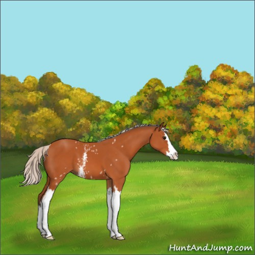 Horse Color:White Spotted Silver Bay Splash 