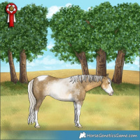 Horse Color:Silver Classic Cream Champagne Sabino Splash Tobiano 