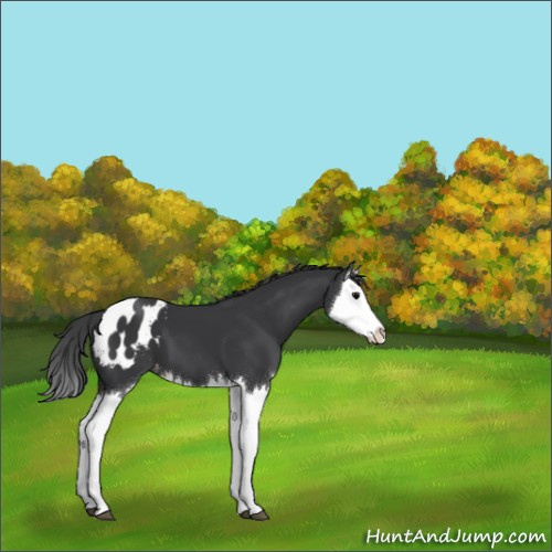 Horse Color:Black Splash Appaloosa 