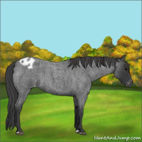 Horse Color:Blue Roan Varnish 