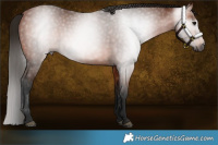 Horse Color:Gray Bay 