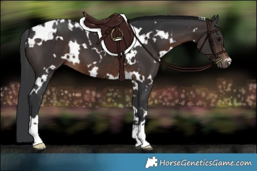 Horse Color:White Spotted Brown 