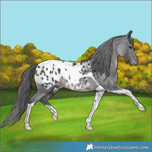 Horse Color:Black Tobiano Appaloosa Rabicano 