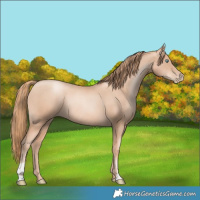 Horse Color:Gold Champagne Pearl Rabicano  and Gold Champagne Pearl Rabicano 