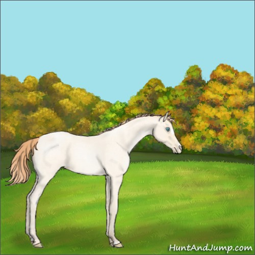 Horse Color:Amber Cream Champagne Roan Pearl Sabino 