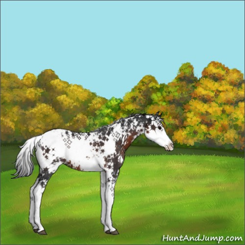 Horse Color:Brown Sabino Rabicano 