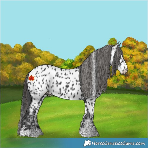 Horse Color:Black Appaloosa 