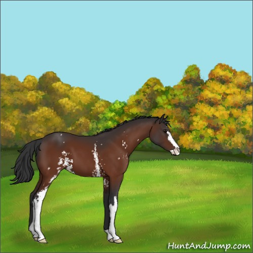 Horse Color:White Spotted Bay Sabino 