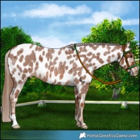 Horse Color:Red Roan Near Leopard 