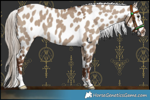 Horse Color:Liver Red Dun Appaloosa 