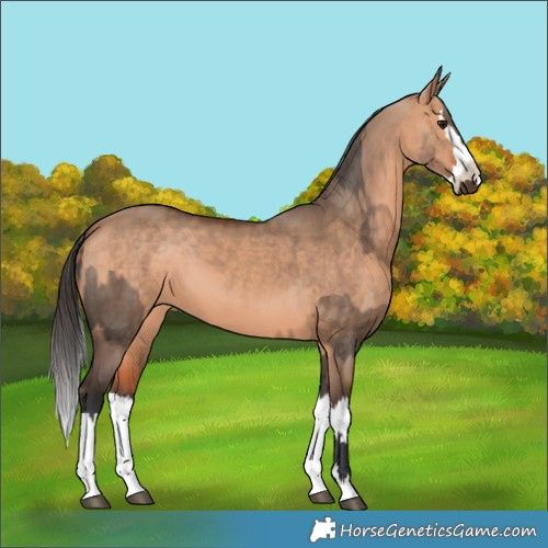 Horse Color:Brown Dun  and Bay Dun Splash 