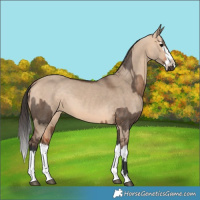Horse Color:Brown Dun  and Bay Dun Splash 