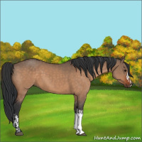 Horse Color:Brown Dun  and Bay Dun 