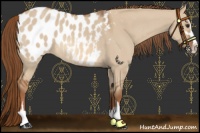 Horse Color:Red Dun Sabino Near Leopard Rabicano 