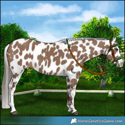 Horse Color:Liver Red Dun Appaloosa 