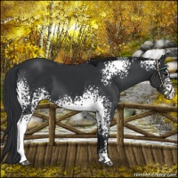 Horse Color:White Spotted Black