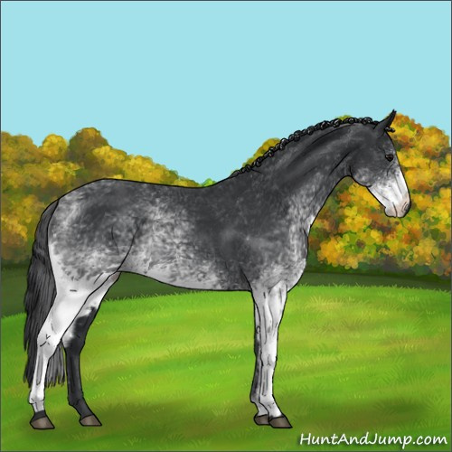 Horse Color:White Spotted Black 