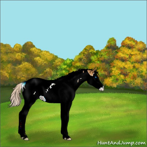 Horse Color:Silver Buckskin Dun Splash Tobiano Appaloosa 