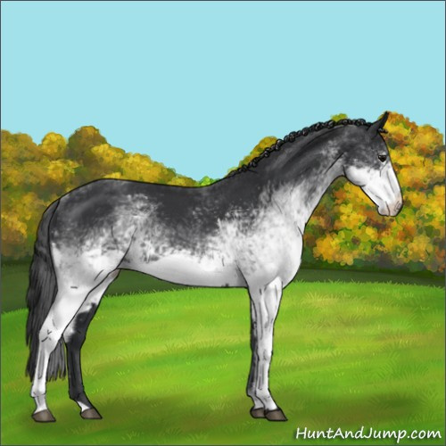 Horse Color:White Spotted Black 
