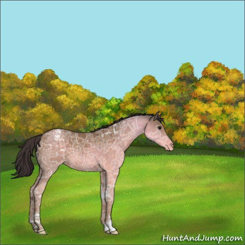 Horse Color:Buckskin Ice Sabino Appaloosa 