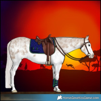 Horse Color:White Spotted Silver Grullo Ice Sabino Splash