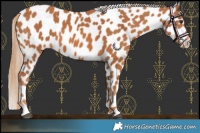 Horse Color:Chestnut Appaloosa 