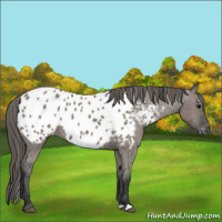 Horse Color:Grullo Appaloosa