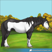 Horse Color:Smoky Black Frame 