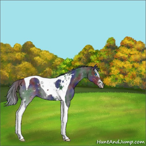 Horse Color:Nacre Black Splash Tobiano 