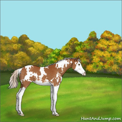 Horse Color:White Spotted Silver Buckskin Sabino Splash 