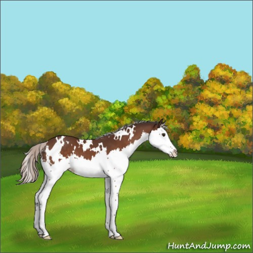 Horse Color:White Spotted Silver Brown Sabino Splash 
