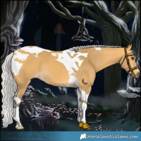 Horse Color:Silver Buckskin Tobiano