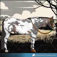 Horse Color:Brown Roan Tobiano Frame 