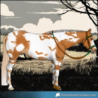 Horse Color:Palomino Tobiano Frame 
