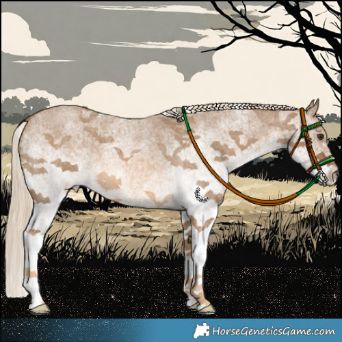 Horse Color:White Spotted Chocolate Palomino Roan 