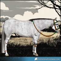Horse Color:Liver Red Roan Splash