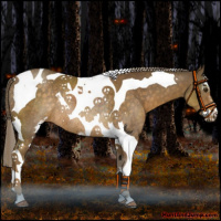 Horse Color:Chocolate Palomino Sabino Tobiano Rabicano 