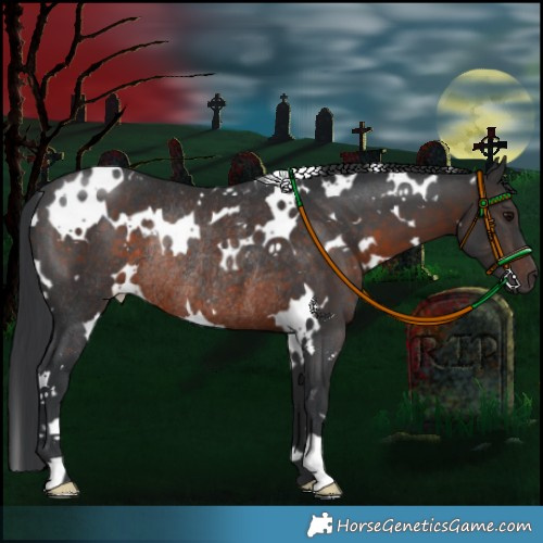 Horse Color:White Spotted Brown Rabicano 