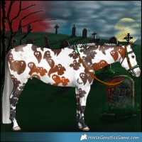 Horse Color:Bay Sabino 
