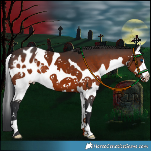 Horse Color:Brown Splash Appaloosa 