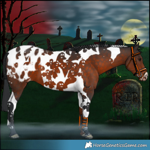 Horse Color:Brown Tobiano Appaloosa 