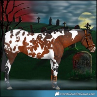 Horse Color:Brown Tobiano Blanket 