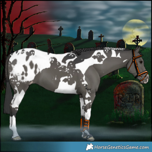 Horse Color:Black Tobiano Appaloosa 