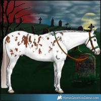 Horse Color:Bay Splash Tobiano Near Leopard