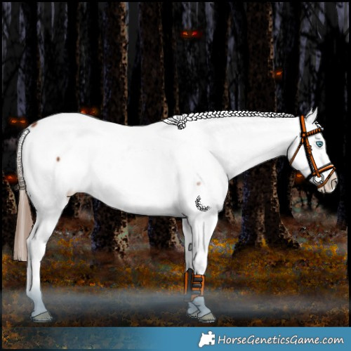 Horse Color:Chestnut Splash Appaloosa 