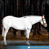 Horse Color:Chestnut Splash Snowcap 