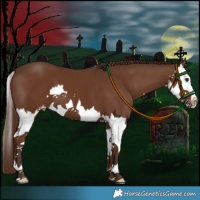 Horse Color:Liver Chestnut Splash Varnish